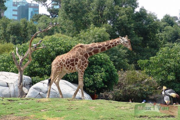 Chapultepec :Reapertura /Reopening 13-13
Aunque muchos animales estaban adormilados por el intenso calor, pudimos disfrutar de la vista de algunos. 

Although many animals were dozed because the hot climate, we could enjoy the view some of them. 
Keywords: Chapultepec/ Reabertura, Reopening