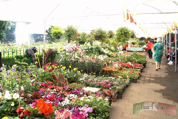 Feria de Las Flores/Flowers Fair 2005 04-12
Desde muy temprano pudimos ver a los floricultores, los cuales adornaban sus stands para la llegada del público. 

Very early in the morning we could see the floriculturists , which decorate the stands for the public. 
