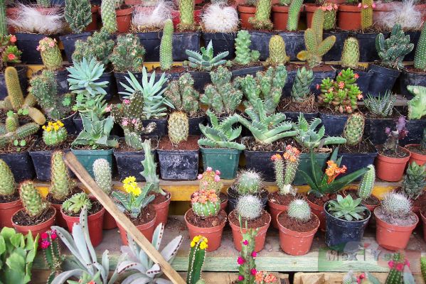 Cactus Miniatura / Small Cactus
