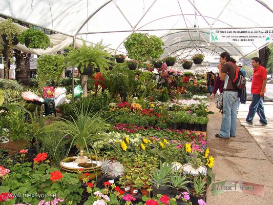 Eventos de Primavera / Spring Events Mexico City 2007  (02-09)
En dicho evento usted encontrarÃ¡ la presencia de la Red de Productores FlorÃ­colas de la Ciudad de MÃ©xico, la cual cuenta con 71 organizaciones y 700 productores de Flores y Plantas de diversas delegaciones de la Ciudad de MÃ©xico.

In this event you will find the presence of the Network of FlorÃ­colas Producers of Mexico City, which counts on 71 organizations and 700 producers of Flowers and Plants of diverse delegations of Mexico City.
Keywords: primavera spring paseo de la reforma flores flower