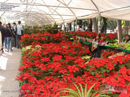 Flores Decembrinas / December Flowers in the Paseo de la Reforma avenue  (03-05)
En esta exposiciÃ³n habÃ­a floricultures de diversas delegaciones de nuestra capital.

In this exposition there was floricultures from diverse delegations of our capital. 
Keywords: December Diciembre Flowers Flores nochebuenas Paseo de la Reforma navidad x-mas christmas