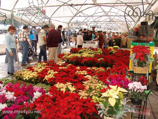 Flores Decembrinas / December Flowers in the Paseo de la Reforma avenue  (04-05)
No pudimos resistir la tentaciÃ³n de comprar una hermosa flor para empezar la temporada navideÃ±a.

We could not resist the temptation to buy a beautiful flower to begin the X-mas season.
Keywords: December Diciembre Flowers Flores nochebuenas Paseo de la Reforma navidad x-mas christmas navidad