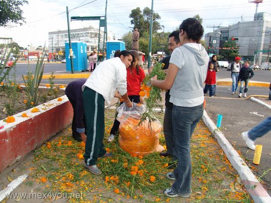Ofrendas de Dia de Muertos/Day of the Dead Offerings (09-18)
En la Avenida Camarones en la Delegación Azcapotzalco, vimos a la gente decorando los camellones con flores de cempasuchitl. 

In the ' Camarones' Avenue  in the Azcapotzalco Delegation, we saw people decorating the ridges with   cempasuchitl flowers.
Keywords: Ofrendas de Dia de Muertos/Day of the Dead Offerings