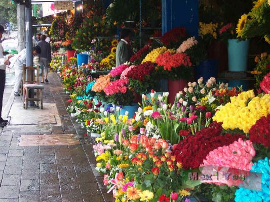  Flowers Stands on RevoluciÃ³n avenue /  Puestos de Flores en la avenida RevoluciÃ³n
[b]Flowers Stands on "RevoluciÃ³n" avenue.[/b]
[b] Puestos de Flores en la avenida "RevoluciÃ³n".[/b]


Keywords: Flowers Stands  Revolucion avenue