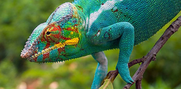 Madagascar, una aventura salvaje 
 A travÃ©s de Naturaleza

 

Domingos 15, 22 y 29 de abril, a las 19:00 h.

 

Canal 22 estrena la miniserie que explora la vida salvaje en este rincÃ³n del planeta, Ãºnico en su tipo por su biodiversidad y variados ecosistemas, para mostrar lo fascinante de estos hÃ¡bitats cuya evoluciÃ³n se ha desarrollado gracias al aislamiento geogrÃ¡fico. Domingos 15, 22 y 29 de abril, a las 19:00 h.
Keywords: canal 22