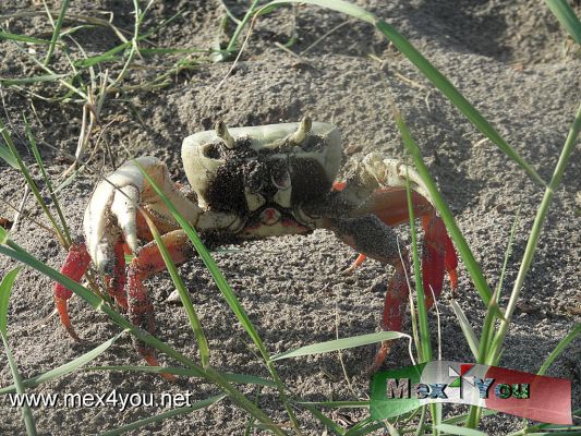 ImÃ¡genes de MazatlÃ¡n (03-04)
Photo by: Antonio Pacheco 
Keywords: mazatlan playa mar fauna cangrejo crab
