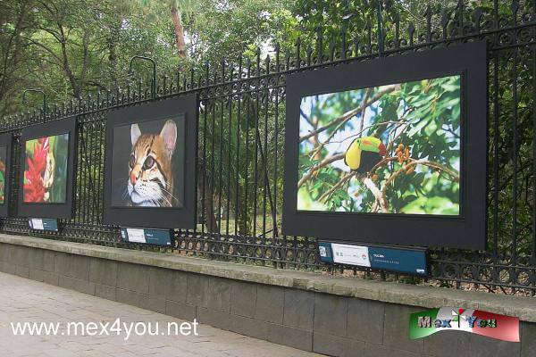 Exposición fotográfica 50 años de Cancún (02-05)
El 20 de abril de este año se conmemora su fundación; ese pequeño territorio de descanso de pescadores, se transformó en el destino turístico más reconocido de México  y uno de los más importantes del mundo.


Text and Photo by: Yanín Ramírez
Keywords: exposición fotografica aniversario de cancún 50 años rejas chapultepec
