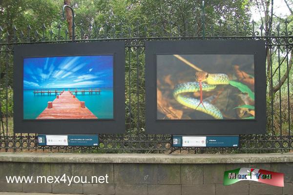 Exposición fotográfica 50 años de Cancún (03-05)
Un recorrido donde la belleza y esplendor de la naturaleza de Cancún, la infraestructura de la ciudad y la calidez de la gente.

Text and Photo by: Yanín Ramírez
Keywords: exposición fotografica aniversario de cancún 50 años rejas chapultepec