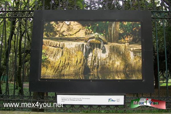 Un vistazo a Tamauliapas en Reforma (01-05)
La Reserva de la Biosfera El Cielo, en el municipio de GÃ³mez FarÃ­as y declarada en 1986 "Reserva de la Humanidad" por la UNESCO, se extendiÃ³ la exhibiciÃ³n en la galerÃ­a del Bosque de Chapultepec, cdmx.


Text and Photo by: YanÃ­n RamÃ­rez
Keywords: gÃ³mez farias tamaulioas biosfera reserva natural rejas de chapultepec exhibiciÃ³n fotografiaca echale un vistazo al cielo
