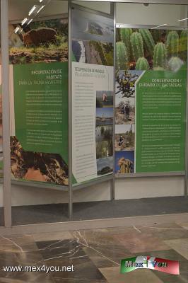 En el TÃºnel de la Ciencia presenta CFE Verde (05-05)
Mientras para la Ãguila Pescadora  en la Peninsula de Baja California se construyÃ³ nidos para estÃ¡s aves ya que anteriormente provocaban problemas de electricidad.

Visita estÃ¡ exposiciÃ³n a partir de hoy.


Text and Photo by: YanÃ­n RamÃ­rez
Keywords: CFE Mutec tÃºnel ciencia estaciÃ³n raza metro exposiciÃ³n cfe verde