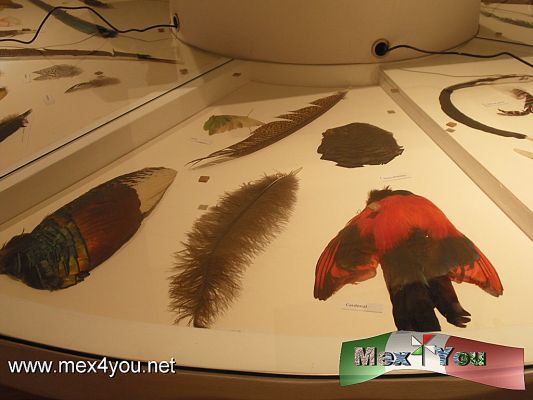 El Vuelo de las ImÃ¡genes (02-06)
El vuelo de las imÃ¡genes. Arte plumario en MÃ©xico y Europa, serÃ¡ inaugurada este jueves 24 de marzo y permanecerÃ¡ hasta el 19 de junio en el Munal; en tanto que la muestra El vuelo de las imÃ¡genes. Alas del mundo indÃ­gena, se exhibirÃ¡ en el MNA a partir del 28 de abril. En total se exhibirÃ¡n mÃ¡s de 400 piezas provenientes de diversas instituciones pÃºblicas y privadas de diversas partes del mundo, como Alemania, EspaÃ±a, CanadÃ¡, Estados Unidos e Italia, ademÃ¡s de 20 instituciones, museos y coleccionistas de prÃ¡cticamente toda la RepÃºblica Mexicana.


Photos by: YanÃ­n RamÃ­rez
Keywords: vuelo imagenes arte plumario pluma art feather munal museo nacional arte