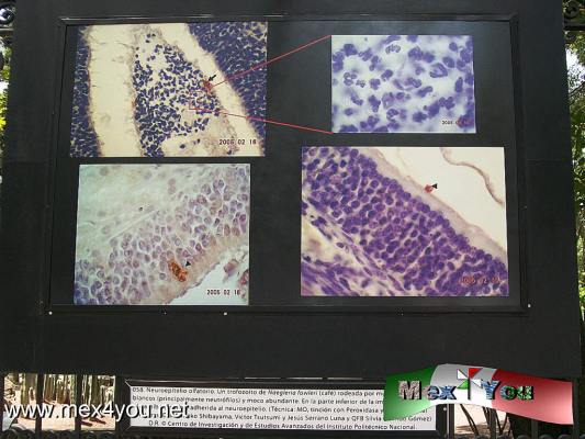 ExposiciÃ³n Mundo MicroscÃ³pico (02-05)
La muestra se exhibe como parte de los festejos de los 25 aÃ±os de integraciÃ³n del Departamento de InfectÃ³mica y PatogÃ©nesis Molecular del CINVESTAV, su objetivo es acercar al pÃºblico general de la investigaciÃ³n que estamos realizando.

Text and Photo by: YanÃ­n RamÃ­rez
Keywords: mundo microscÃ³pico rejas chapultepec exposiciÃ³n CINVESTAV