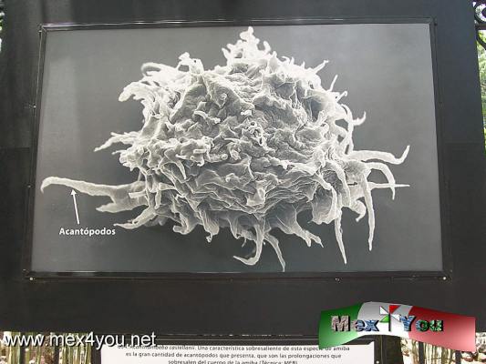 ExposiciÃ³n Mundo MicroscÃ³pico (05-05)
Permanecera hasta el 30 de agosto del presente aÃ±o.

Text and Photo by: YanÃ­n RamÃ­rez
Keywords: mundo microscÃ³pico rejas chapultepec exposiciÃ³n CINVESTAV