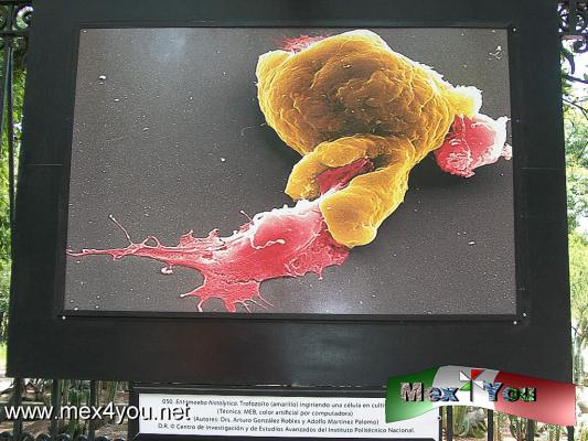 ExposiciÃ³n Mundo MicroscÃ³pico (03-05)
A travÃ©s de los ojos de los investigadores donde se muestra una colecciÃ³n de imÃ¡genes de enfermedades y microorganismos que atacan al cuerpo humano y que ahora saltan de su mundo invisible a tamaÃ±o monumental.

Text and Photo by: YanÃ­n RamÃ­rez
Keywords: mundo microscÃ³pico rejas chapultepec exposiciÃ³n CINVESTAV