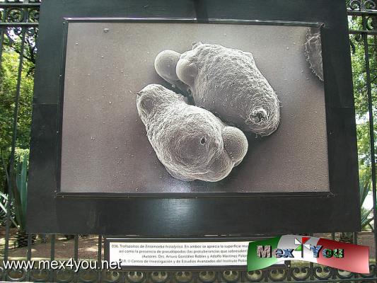 ExposiciÃ³n Mundo MicroscÃ³pico (04-05)
Amibas, parÃ¡sitos, imÃ¡genes de cÃ©lulas del hÃ­gado, cÃ©lulas del cartÃ­lago y cÃ©lulas de pacientes con cÃ¡ncer de ovario, asÃ­ como los virus del Dengue y Norwalk, invisibles para el ojo humano

Text and Photo by: YanÃ­n RamÃ­rez
Keywords: mundo microscÃ³pico rejas chapultepec exposiciÃ³n CINVESTAV