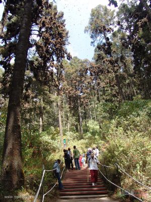 Santuario de la Mariposa Monarca / Monarch Butterfly Sanctuary  " El Rosario " MichoacÃ¡n.
Keywords: Mariposa Monarca butterfly