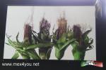 Filename=10-04-17-03.jpg
Filesize=170KiB
Dimensions=1152x768
Date added=Apr 10, 2017 10-04-17-03.jpg