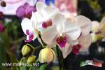 Filename=18-05-2021-03.jpg
Filesize=119KiB
Dimensions=1152x768
Date added=May 18, 2021 18-05-2021-03.jpg