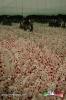 Filename=23-09-14-3.jpg
Filesize=178KiB
Dimensions=683x1024
Date added=Sep 23, 2014 23-09-14-3.jpg