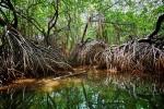Filename=Estero_Palo_Verde_II_en_Cuyutl2Bin2C_Armer2B21a.jpg
Filesize=3677KiB
Dimensions=1872x1248
Date added=Jan 17, 2020 Estero_Palo_Verde_II_en_Cuyutl2Bin2C_Armer2B21a.jpg