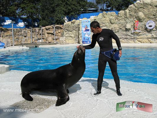 Dolphin Discovery en Six Flags MÃ©xico (01-08)
Desde el pasado 8 de agosto se estrena en Six Flags, el parque mÃ¡s importante de MÃ©xico, la nueva casa de Dolphin Discovery en la Ciudad de MÃ©xico.



Foto de: JesÃºs SÃ nchez
Keywords: dolphin discovery delfin delfines six flags espectaculo marino spectacle marine dophins