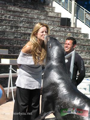 Dolphin Discovery en Six Flags MÃ©xico (02-08)
Con una inversiÃ³n de mÃ¡s de 2,000, 000 dÃ³lares, el delfinario Mundo Marino en Six Flags se diÃ³ a la tarea de renovar sus instalaciones equipÃ¡ndolas con tecnologÃ­a de punta para convertirla en el mejor delfinario de LatinoamÃ©rica


Foto de: JesÃºs SÃ nchez
Keywords: dolphin discovery delfin delfines six flags espectaculo marino spectacle marine dophins