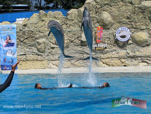 Dolphin Discovery en Six Flags MÃ©xico (03-08)
La tripulaciÃ³n marina consta de 8 delfines y 5 lobos marinos  y sus respectivos entrenadores ofrecen una variedad de programas interactivos Ãºnicos con mamÃ­feros marinos asÃ­ como programas eduativos , los cuales se encuentran ya disponibles para millones de habitantes del D.F. y turistas que visitan el Ã¡rea cada aÃ±o.


Foto de: JesÃºs SÃ nchez
Keywords: dolphin discovery delfin delfines six flags espectaculo marino spectacle marine dophins