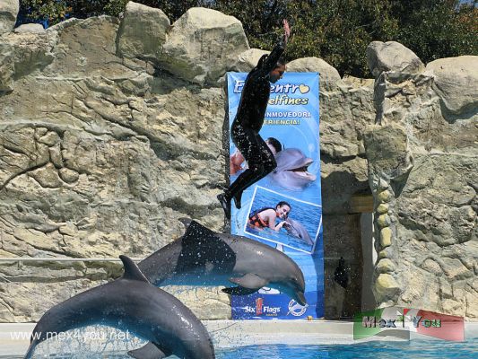 Dolphin Discovery en Six Flags MÃ©xico (04-08)
Con esta alianza comercial con Six Flags MÃ©xico, Dophin Discovery reafirma su indiscutible liderazgo de 15 aÃ±os como : "La Familia nÃºmero 1 de delfines en MÃ©xico y el Mundo" seÃ±alÃ³ Eduardo Albor, Director General de Grupo Dolphin Discovery



Foto de: JesÃºs SÃ nchez
Keywords: dolphin discovery delfin delfines six flags espectaculo marino spectacle marine dophins