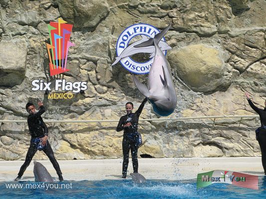 Dolphin Discovery en Six Flags MÃ©xico (05-08)
Inspirado por su misiÃ³n :"Proporcionar felicidad al realizar los sueÃ±os de nuestros huÃ©spedes" Grupo Dolphin Discovery continÃºa investigando y desarrollando nuevas oportunidades de crecimiento en MÃ©xico y el mundo.


Foto de: JesÃºs SÃ nchez
Keywords: dolphin discovery delfin delfines six flags espectaculo marino spectacle marine dophins