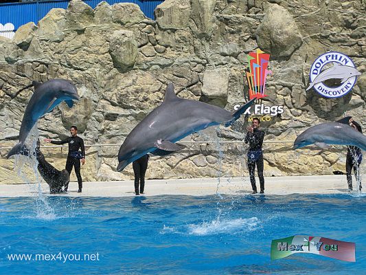 Dolphin Discovery en Six Flags MÃ©xico (06-08)
Dolphin Discovery cuenta en todo el mundo con una plantilla de mÃ¡s de 1,000 colaboradores, cerca de 150 ,mamÃ­feros marinos de los cuales 117 son delfines, 22 lobos marinos y 9 manatÃ¬es, todos bajo el cuidado y amor de un experto equipo de veterinarios y entrenadores. 



Foto de: JesÃºs SÃ nchez
Keywords: dolphin discovery delfin delfines six flags espectaculo marino spectacle marine dophins