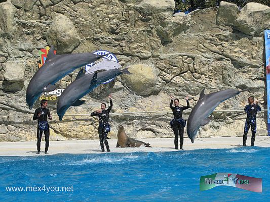 Dolphin Discovery en Six Flags MÃ©xico (07-08)
Es realmente una verdadera experiencia para aquellos que se dan la oportunidad de compartir el espacio con estos maravillosos mamÃ­feros, bajo el cuidado de sus entrenadores expertos. 




Foto de: JesÃºs SÃ nchez
Keywords: dolphin discovery delfin delfines six flags espectaculo marino spectacle marine dophins