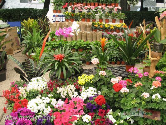 Feria de las Flores / Flowers Fair en el Paseo de la Reforma (01-02)
En dicho Festival pudimos apreciar la presencia de Floricultores de Xochimilco, Milpa Alta, etc.  El colorido se hizo presente durante el fÃ­n de semana en el Paseo de la Reforma, donde los capitalinos pudieron adquirir hermosas flores y plantas de hornato. 


Photo by: JesÃºs SÃ¡nchez. 
Keywords: feria flores paseo reforma avenue flower flowers fair
