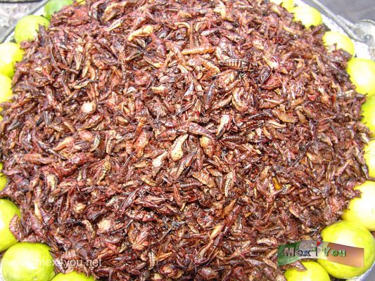 Chapulines como botana  en Orizaba Veracruz
En las Calles de Orizaba se puede pasear y hay vendedores que expenden chapulines secos, los cuales son crujientes y tienen un sabor parecido al camarÃ³n. RÃ­cos con chilito y limÃ³n. 
Keywords: chapulin chapulines botana snack orizaba veracruz