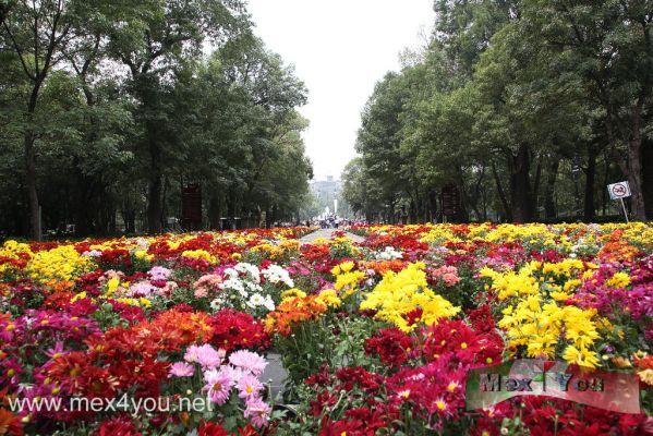 Record Guiness " El Tapete de Flores mÃ¡s largo del Mundo" / The Flowers carpet  world's largest  (02-04)
Con el monumento a los NiÃ±os Heroes o Monumento a la patria se formÃ³ un tapete, para cuya elaboracion se emplearon mas de medio millon de flores, fue entretejido por artesanos y productores de la Sociedad Cooperativa Acatonalli de la delegacion Xochimilco. El tapete se extendiÃ² desde el monumento hasta la puerta de los leones del bosque de Chapultepec. 


Photo by: JesÃºs SÃ¡nchez. 
Keywords: record guiness tapete flores largo mundo flower flowers carpet ciudad mexico city monumento niÃ±os heroes heroe children chapultepec woods bosque