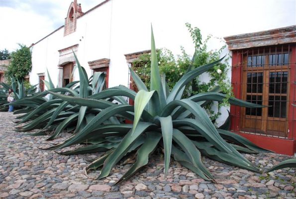La Ruta del Pulque /  The Pulque Pathway (04-04)
De ahÃ­ continuamos hacia el Rancho San Isidro, famoso por la belleza de sus magueyales, que ofrecen  al turista la gran oportunidad de admirar paisajes poco comunes en nuestro paÃ­s. Como complemento a esta  interesante ruta, se incluye la visita al Museo Vivo de Artes y Tradiciones Populares, asÃ­ como a la majestuosa BasÃ­lica Blanca de OcotlÃ¡n. Para continuar con el pulque, seguimos el recorrido por la tradicional hacienda pulquera de Xochuca, en el Municipio de Tlaxco. DespuÃ©s de un interesante dÃ­a en el estado, el visitante podrÃ¡ disfrutar de una cÃ³moda y accesible estancia de tres dÃ­as y dos noches en el Hotel MisiÃ³n Tlaxcala ubicado justo frente a la Cascada de Atlihuetzia. 

Foto cortesÃ¬a de: Casa Tlaxcala 
Keywords: ruta pulque pathway tlaxcala hotel hoteles mision