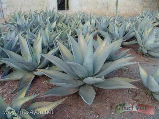 Agave Plaza Santo Domingo / Agave in Santo Domingo Square Oaxaca
Keywords: agave oaxaca plaza santo domingo square