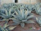 Filename=agave.jpg
Filesize=253KiB
Dimensions=1024x769
Date added=Apr 29, 2009 agave.jpg