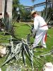 Filename=tequilapenca.jpg
Filesize=394KiB
Dimensions=768x1024
Date added=Jan 05, 2009 tequilapenca.jpg