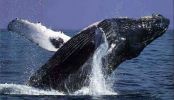 Filename=whale_main.jpg
Filesize=31KiB
Dimensions=580x332
Date added=Aug 25, 2009 whale_main.jpg
